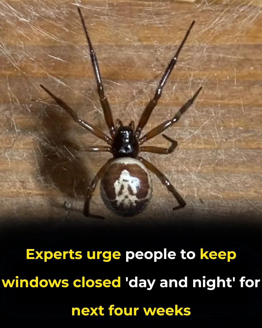 Stop This Spider From Entering Your Home