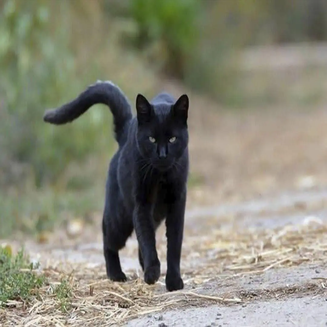 Discover the Meaning of a Black Cat Approaching You