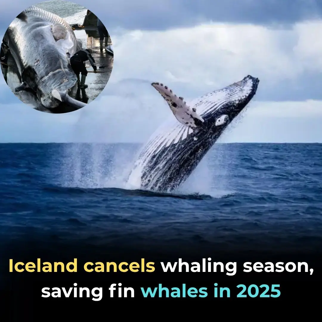 Iceland Cancels Whaling Season, Spares Hundreds of Fin Whales in 2025