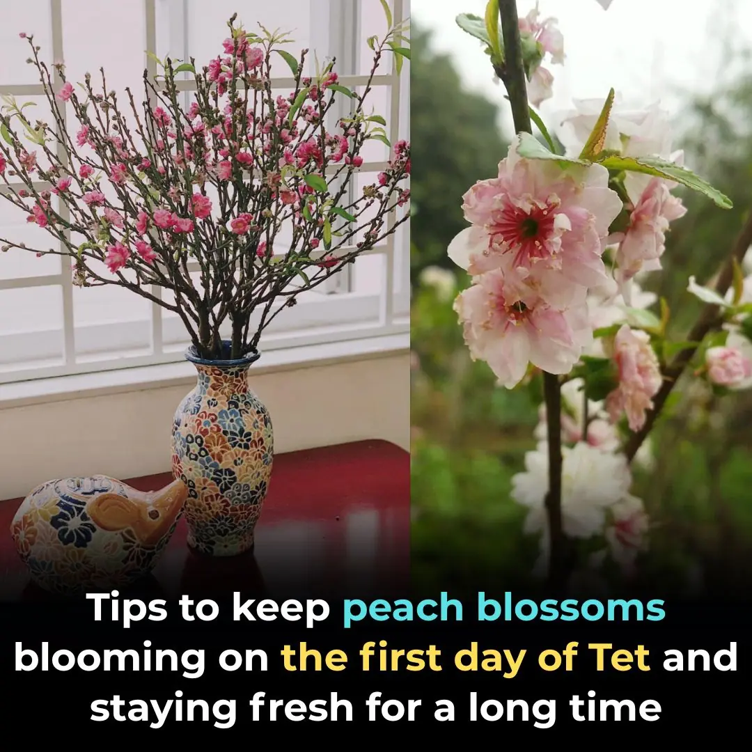 Tips to keep peach blossoms blooming on the first day of Tet and staying fresh for a long time