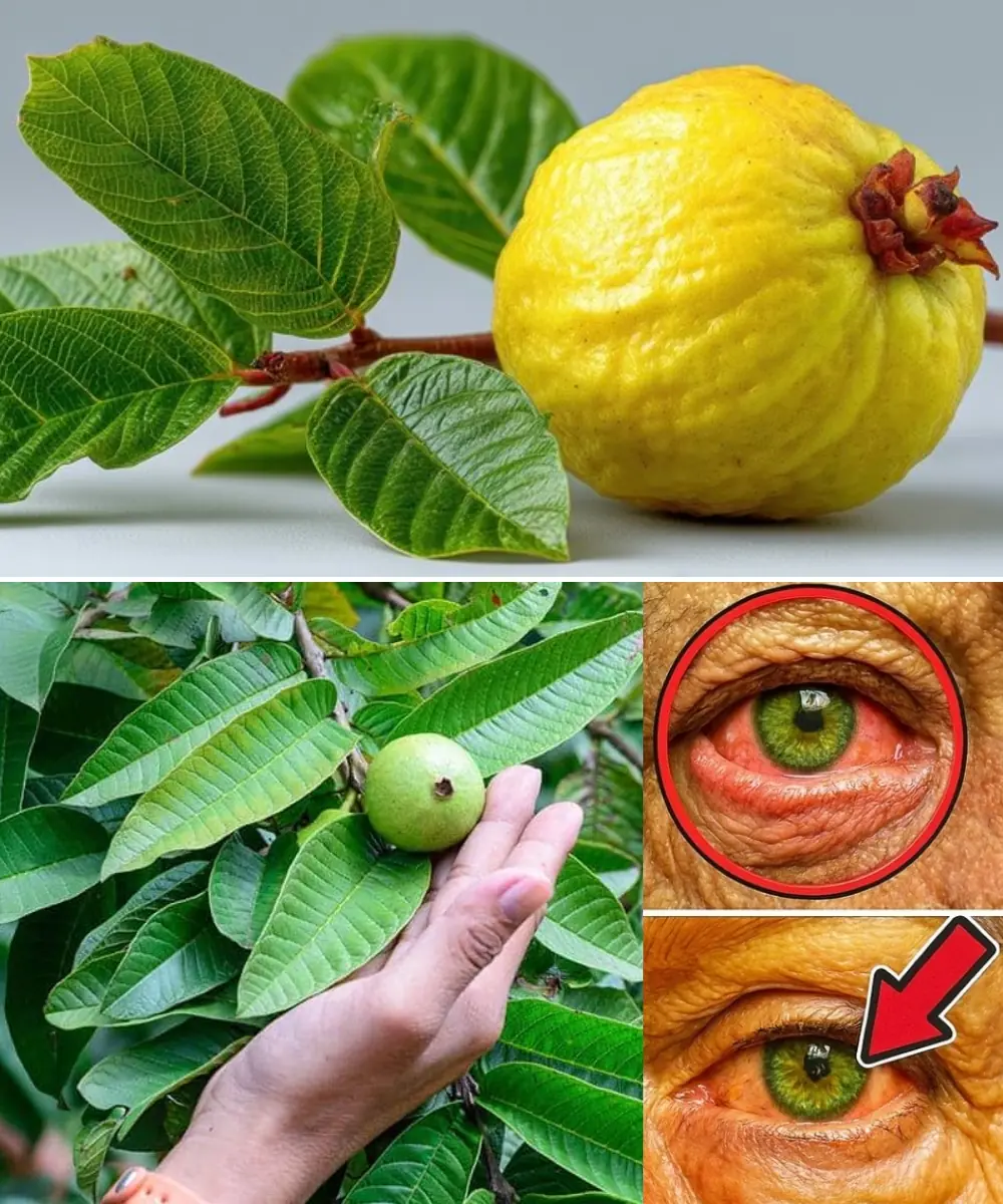 How to Use Guava to Care for Your Eyes: Natural Remedies That Surprise 🌿