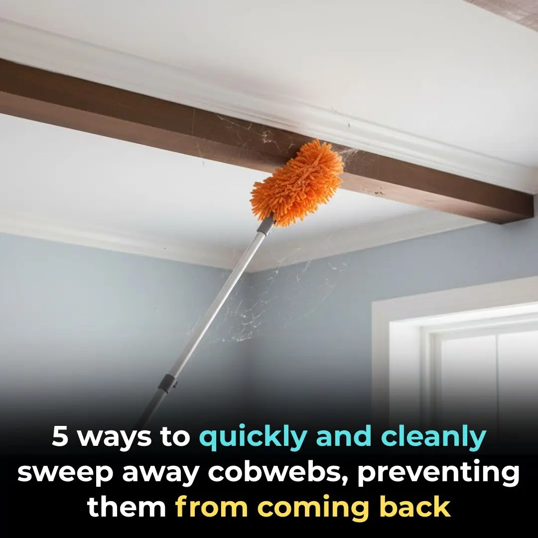 5 ways to quickly and cleanly sweep away cobwebs, preventing them from coming back