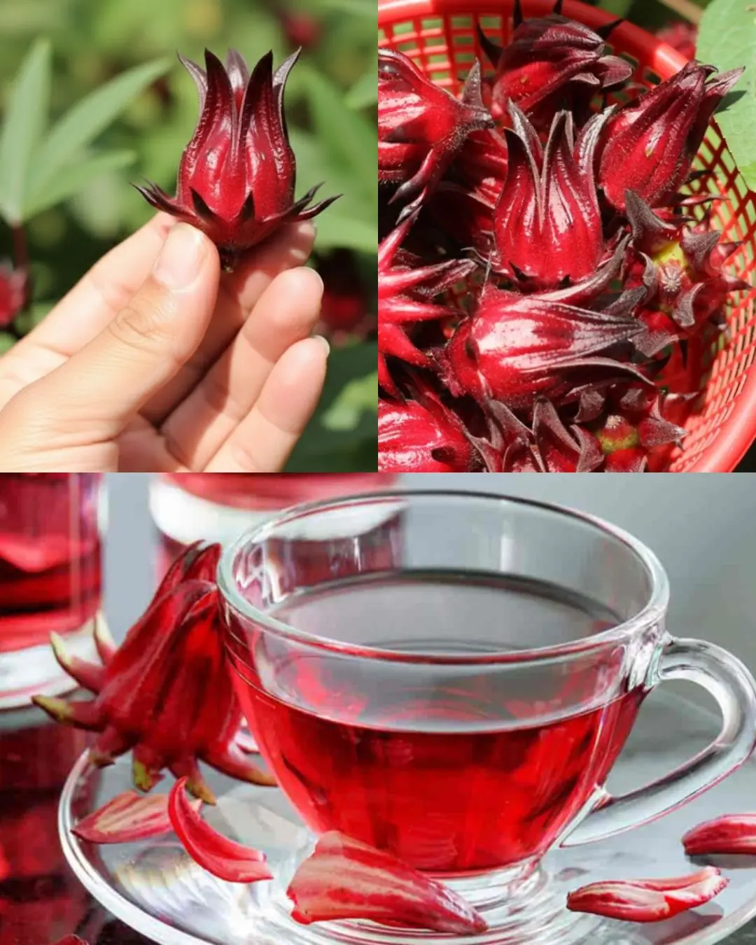 Roselle: The Scarlet Herbal Treasure with Powerful Health Benefits