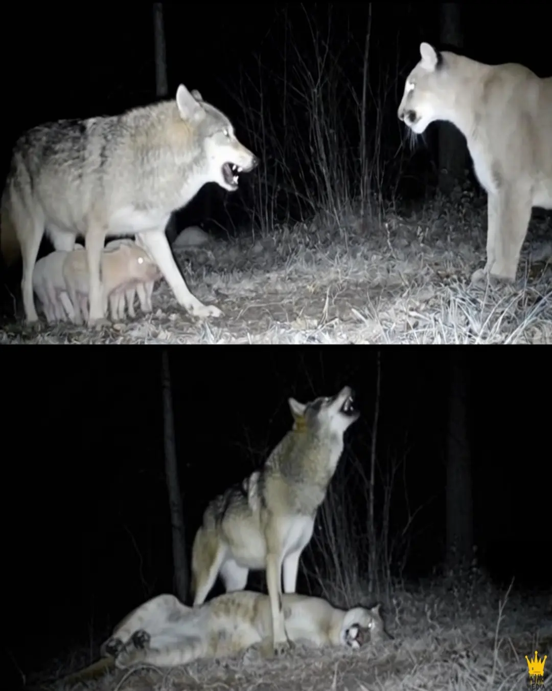 A Rare Act of Compassion: Wolf Protects Piglets from Mountain Lion