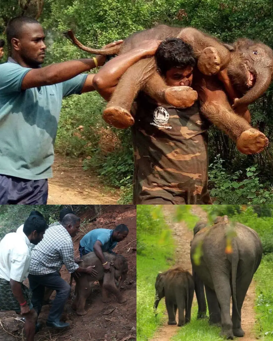 A Heartwarming Rescue: The Journey of a Newborn Elephant Calf