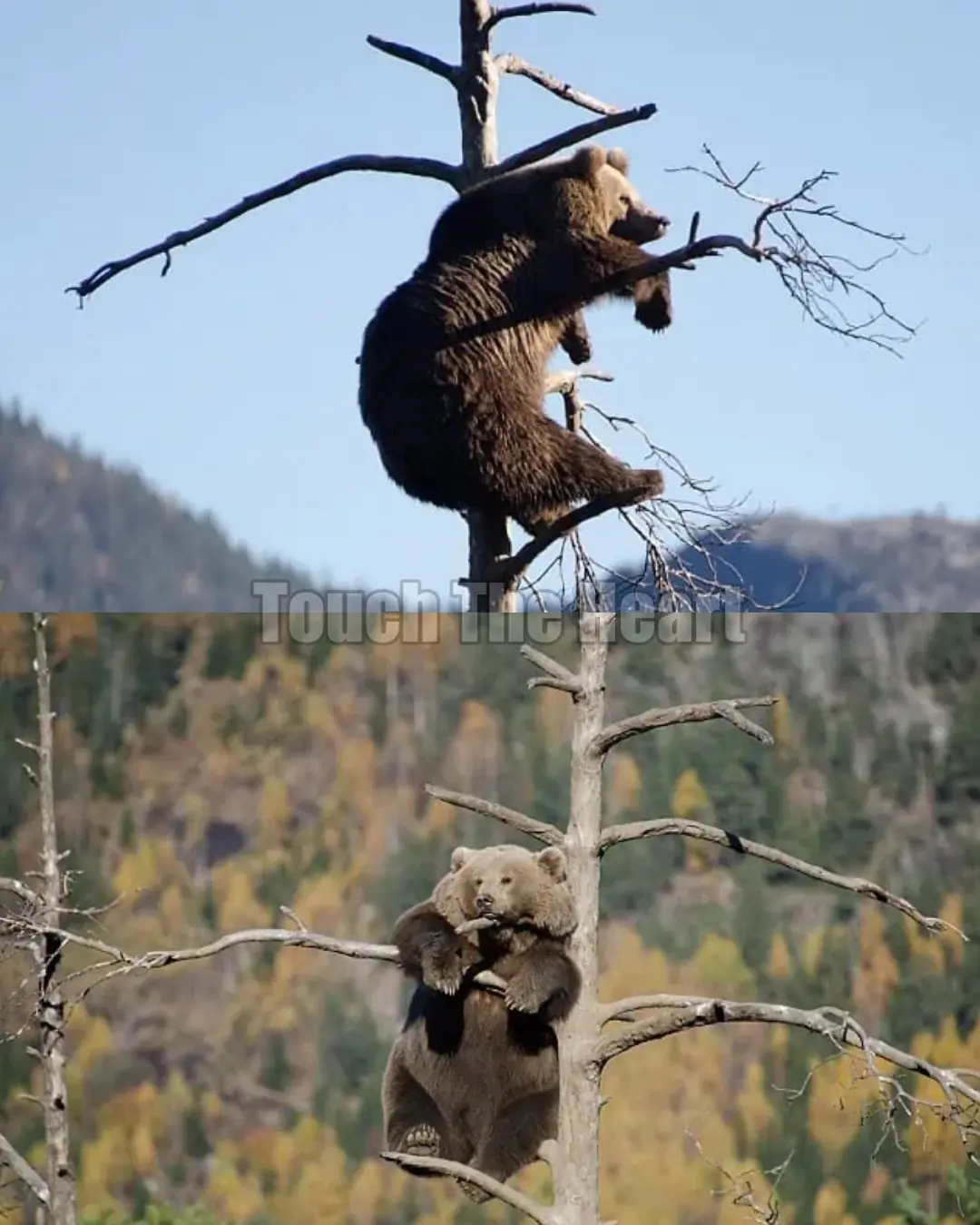 Fifty Feet Above Fear: The Bear Who Found Stillness.