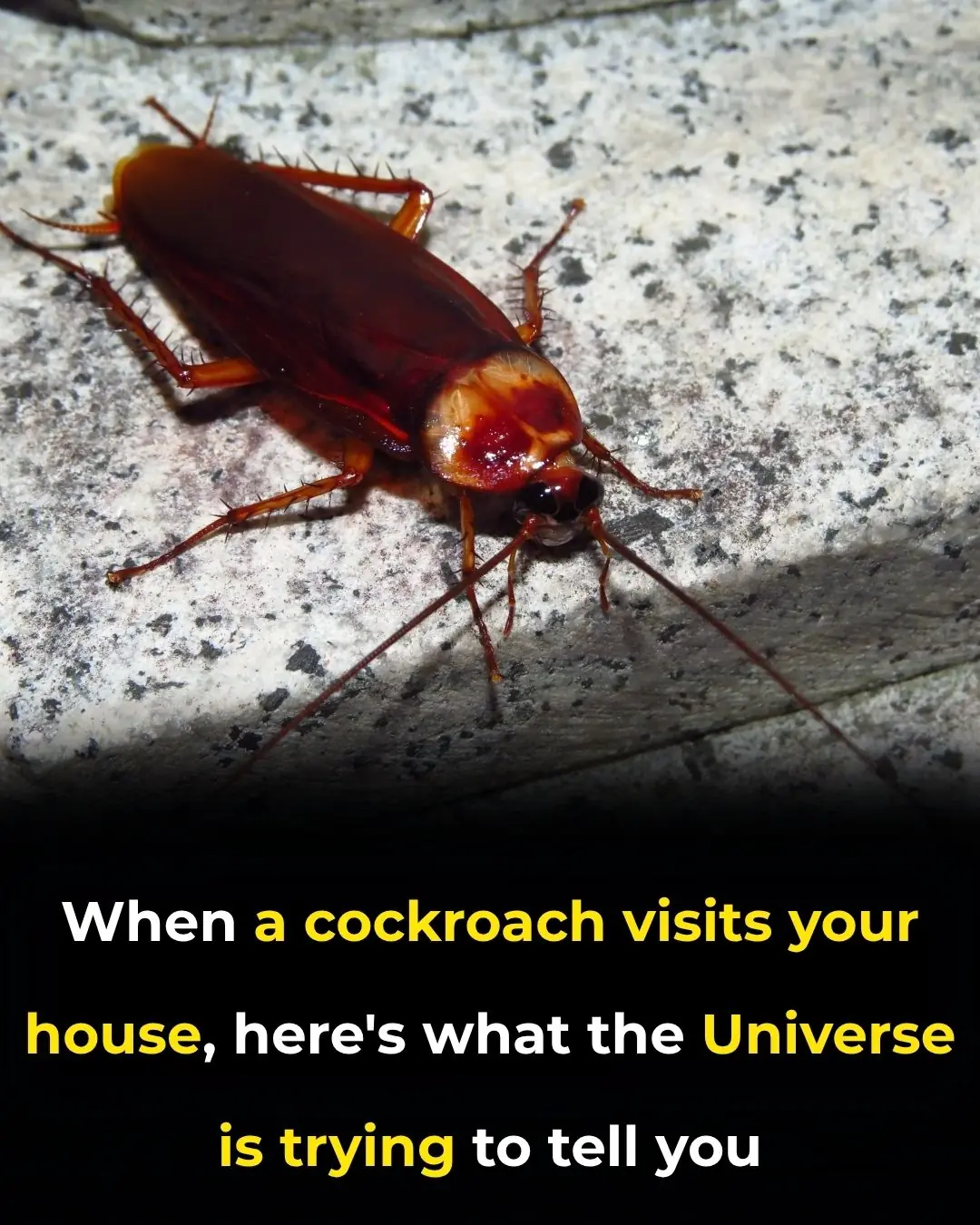 Did You Know That If These Arrive At Your House It Is a SIGN