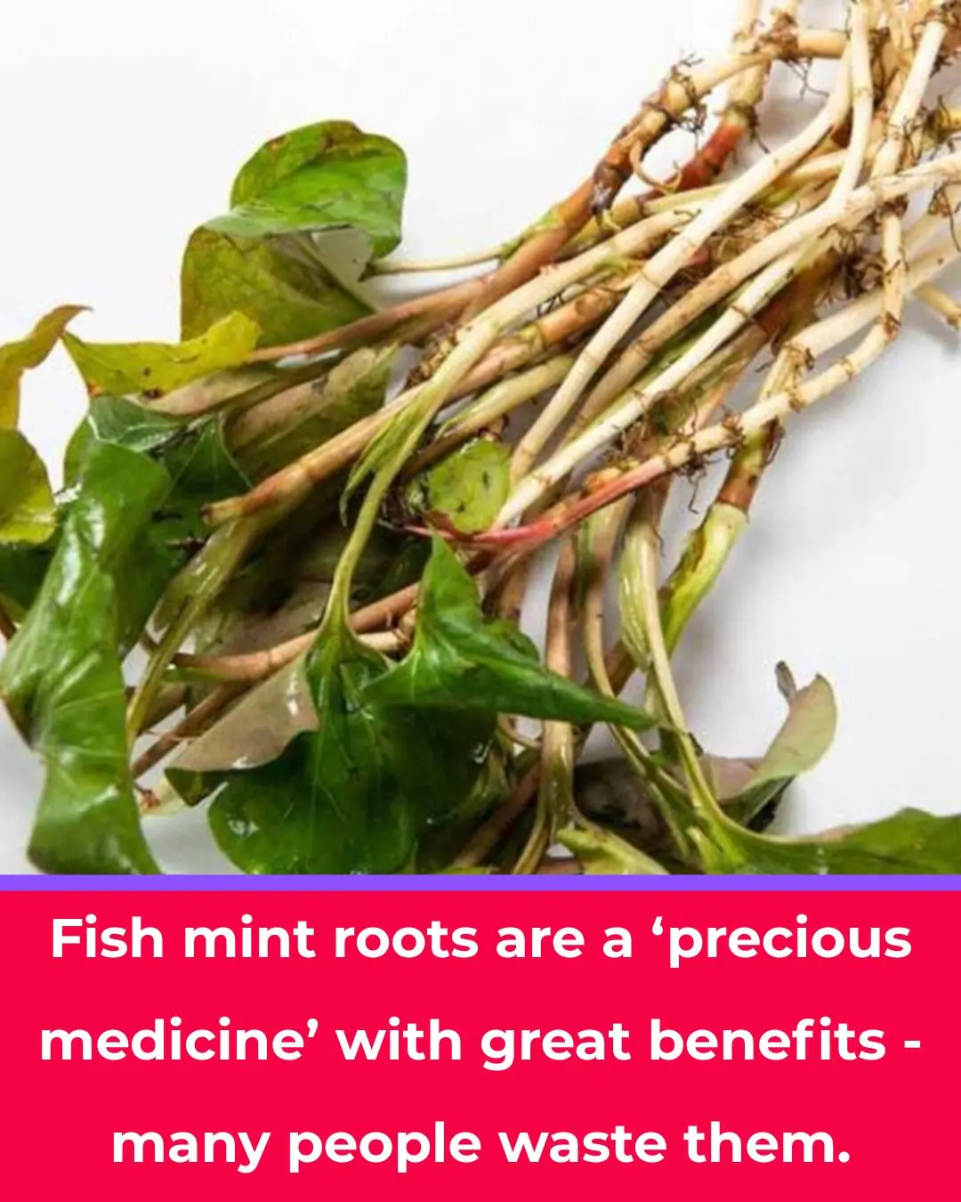 Houttuynia Root: The Overlooked Part with Powerful Health Benefits