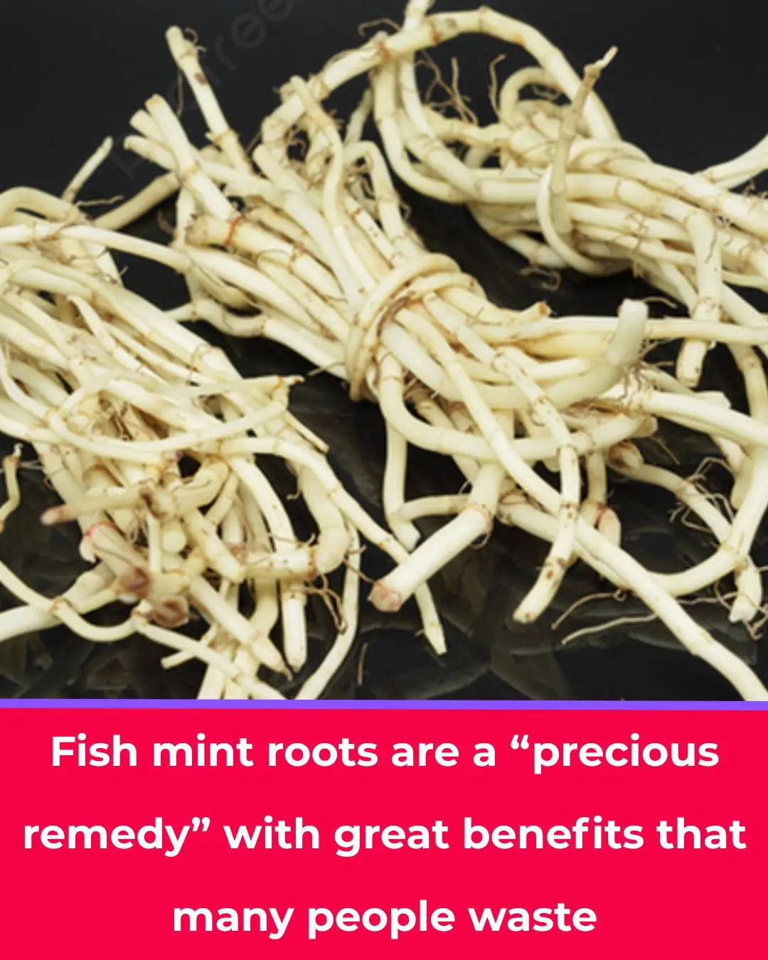 Don’t Throw Away Fish Mint Roots — Here’s Why They’re a Hidden Superfood
