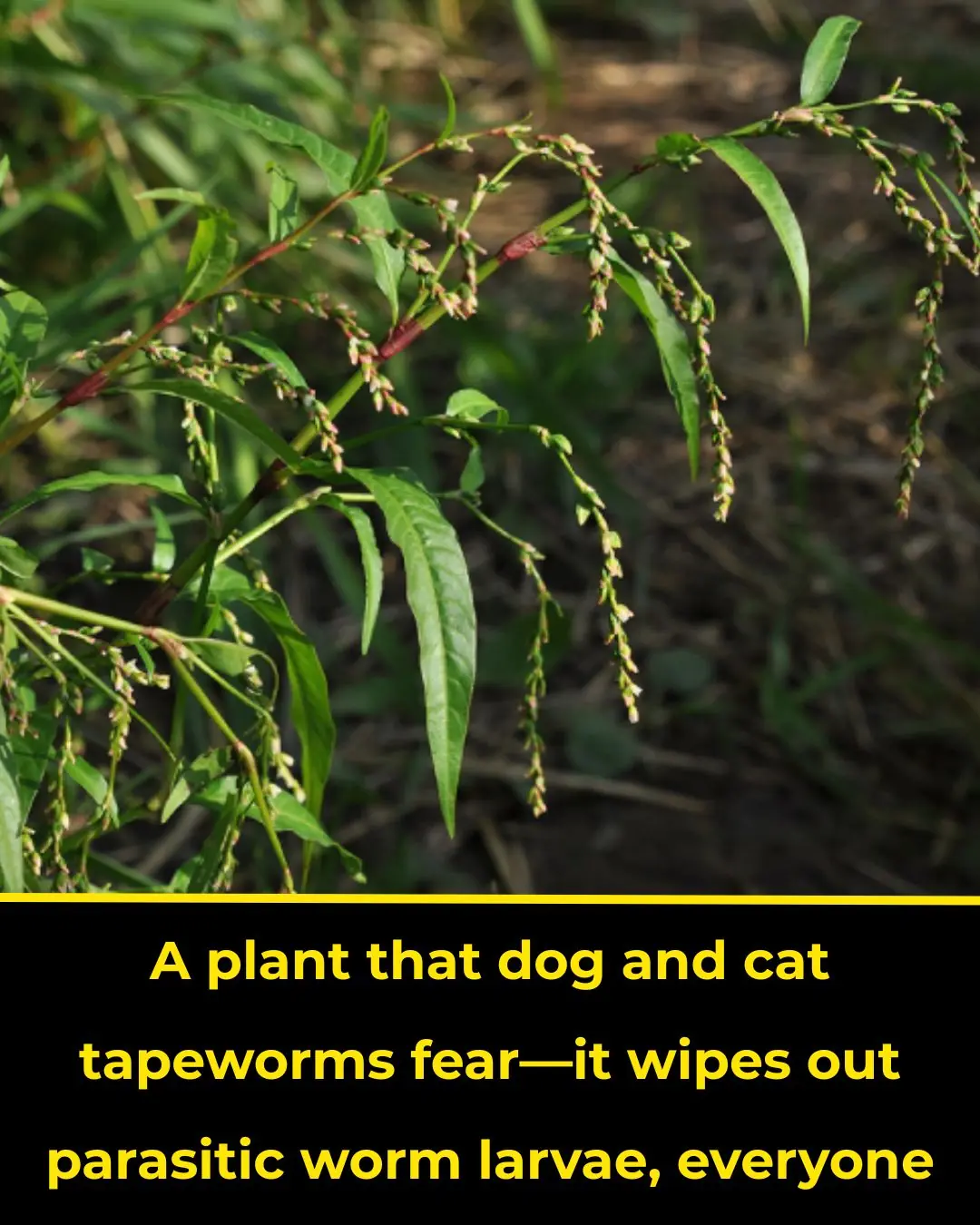 Water Pepper — The Plant That Parasites Fear