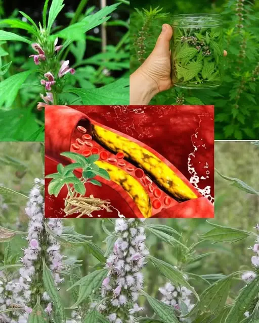 Motherwort: Health Benefits, Traditional Uses & How to Use This Heart-Soothing Herb