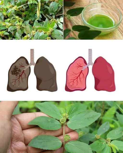 Asthma Plant Tea – Benefits and Uses of Euphorbia hirta
