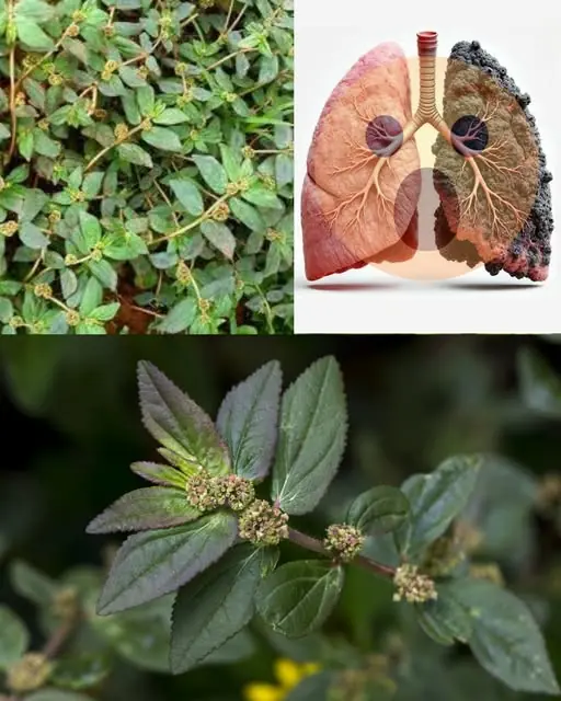 Euphorbia Hirta: 9 key health benefits of this versatile plant