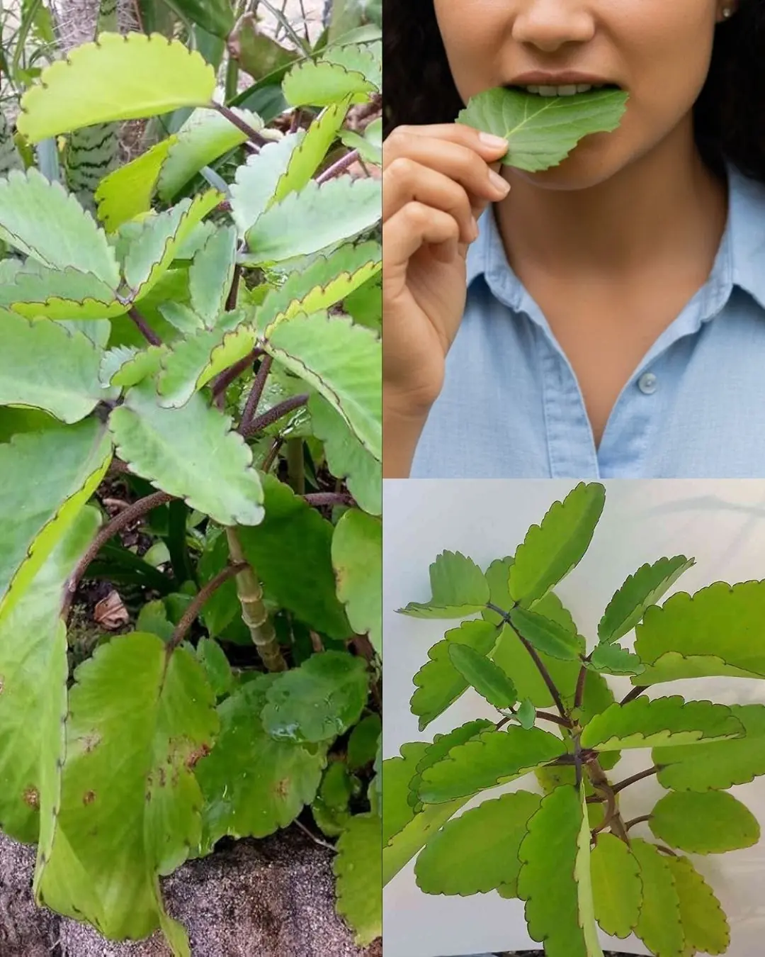 Leaf of Life – The Healing Plant Growing in Your Backyard