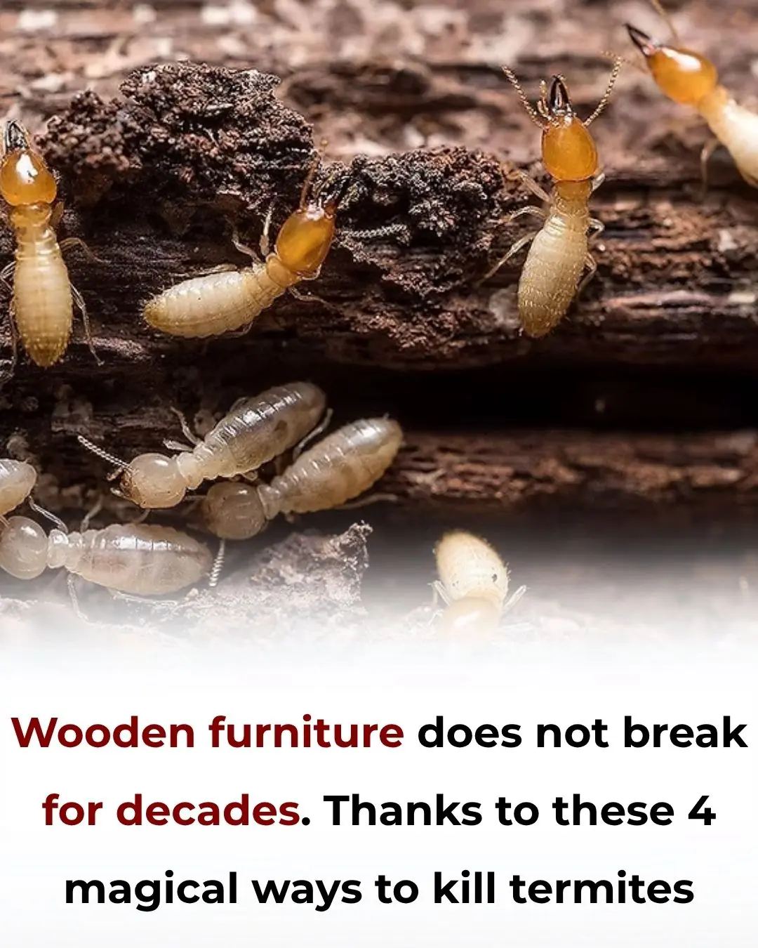 Magical Ways to Protect Wooden Furniture from Termites