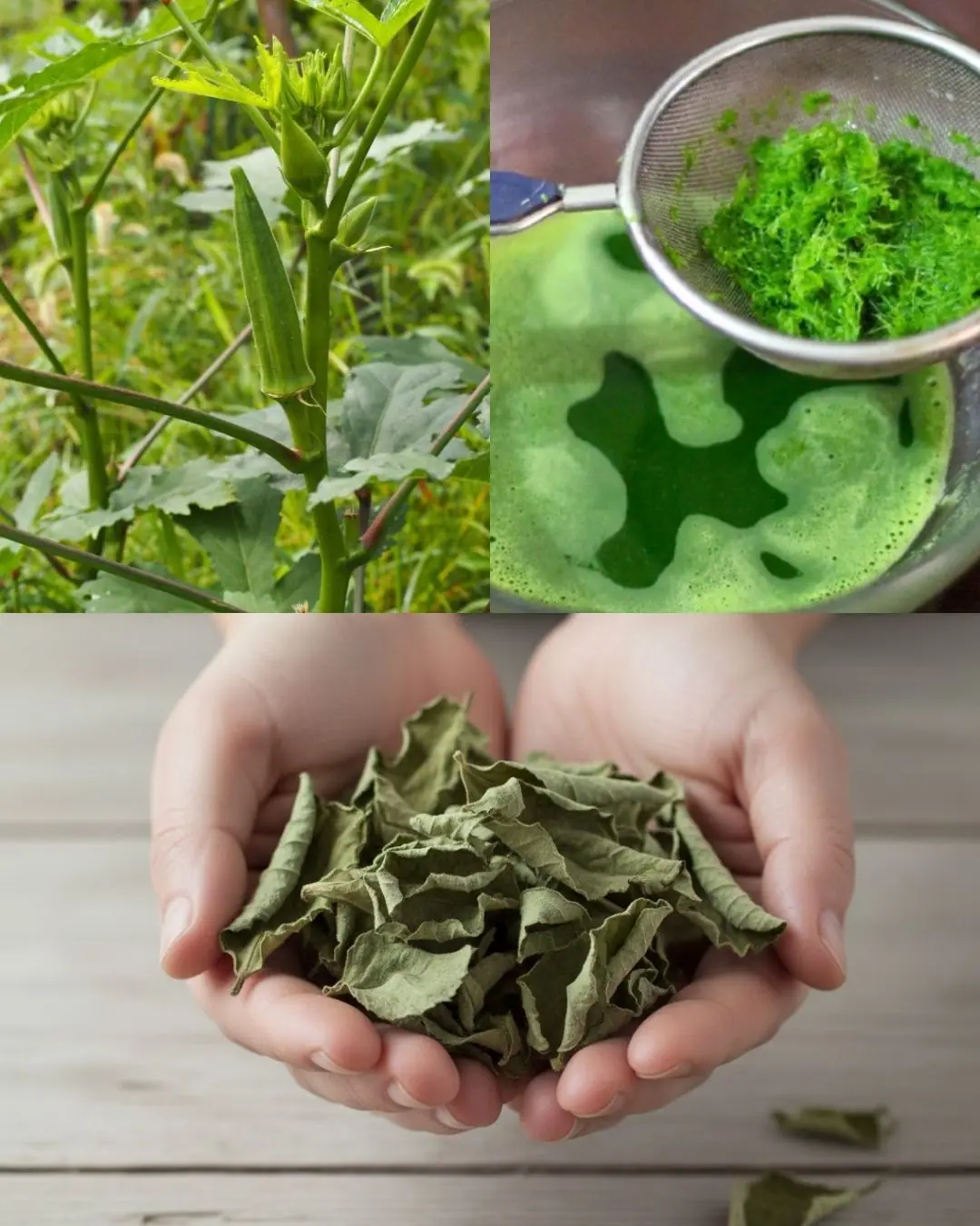 Okra Leaf Power: The Overlooked Green With Surprising Benefits