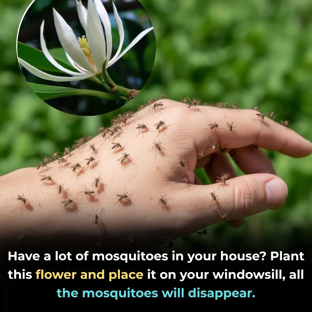 Have a lot of mosquitoes in your house? Plant this flower and place it on your windowsill, all the mosquitoes will disappear.