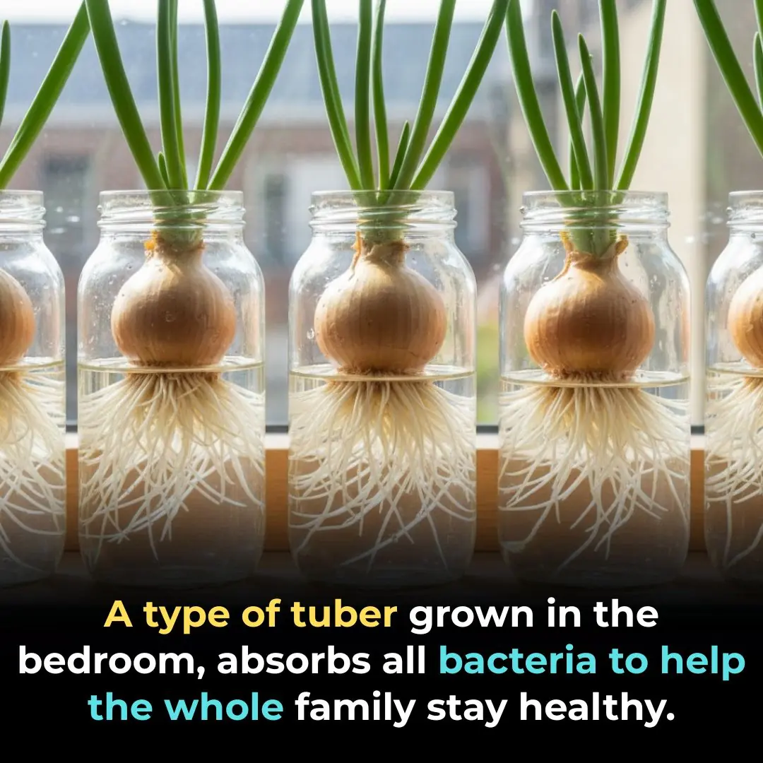 A type of tuber grown in the bedroom, absorbs all bacteria to help the whole family stay healthy.