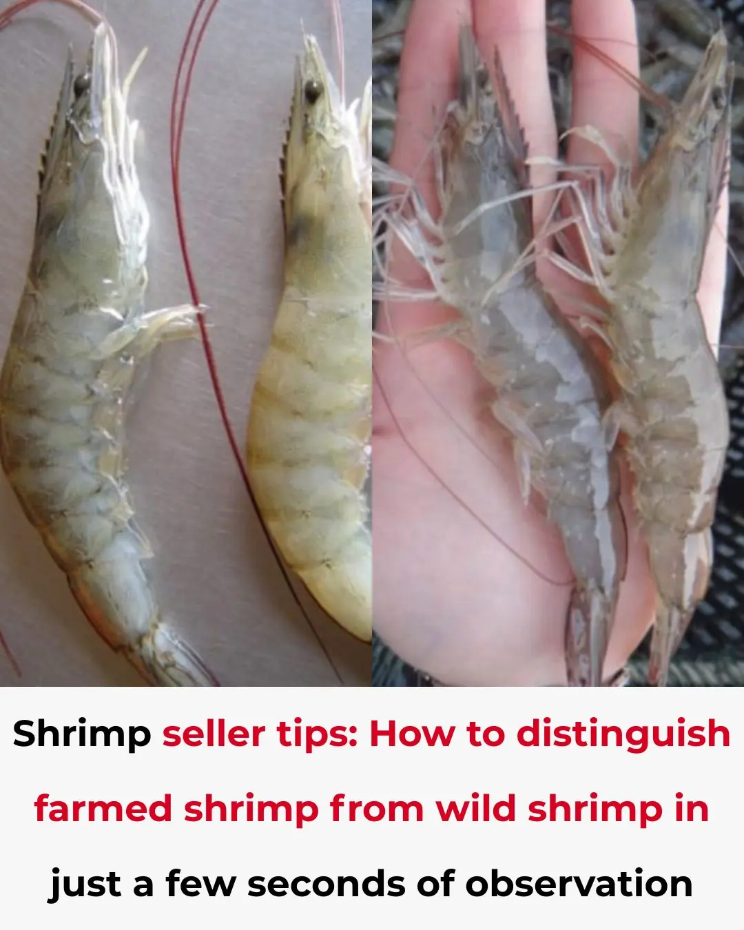 Shrimp seller tips: How to distinguish farmed shrimp from wild shrimp in just a few seconds of observation