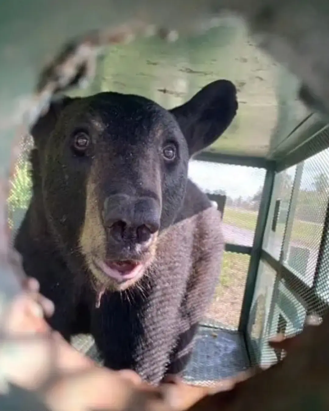 The Little Bear Who Just Needed a Way Home.