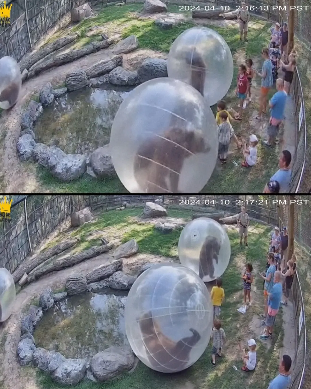 Zoo in Thailand Shut Down After Bears in Giant Hamster Balls Turn on Guests