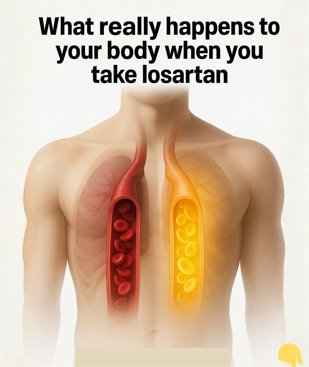 What really happens to your body when you take LOSARTAN