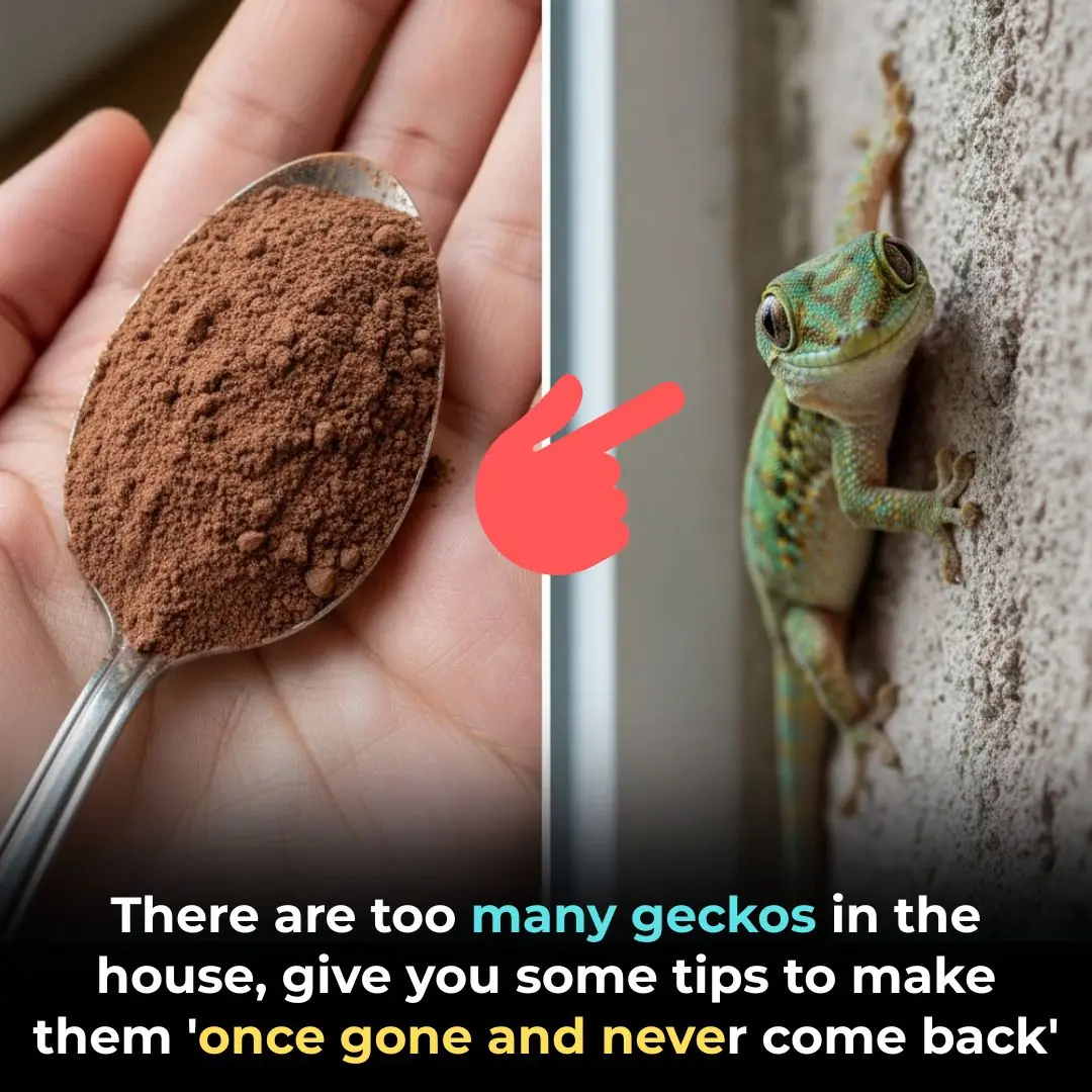How to Keep Geckos, Mosquitoes, Cockroaches, and Rats Out of Your Home Naturally