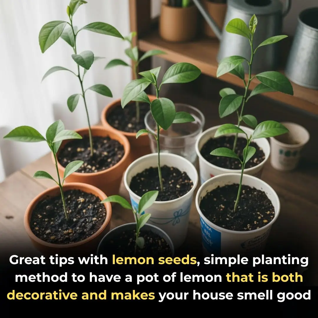 Great tips with lemon seeds, simple planting method to have a pot of lemon that is both decorative and makes your house smell good