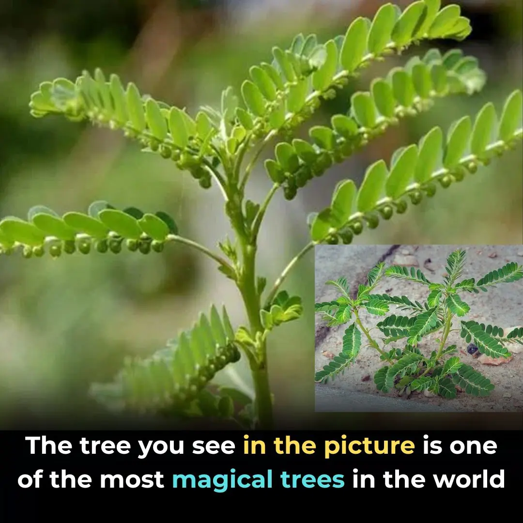 Serrated Leaf Motherwort: A Precious Herb with Many Benefits