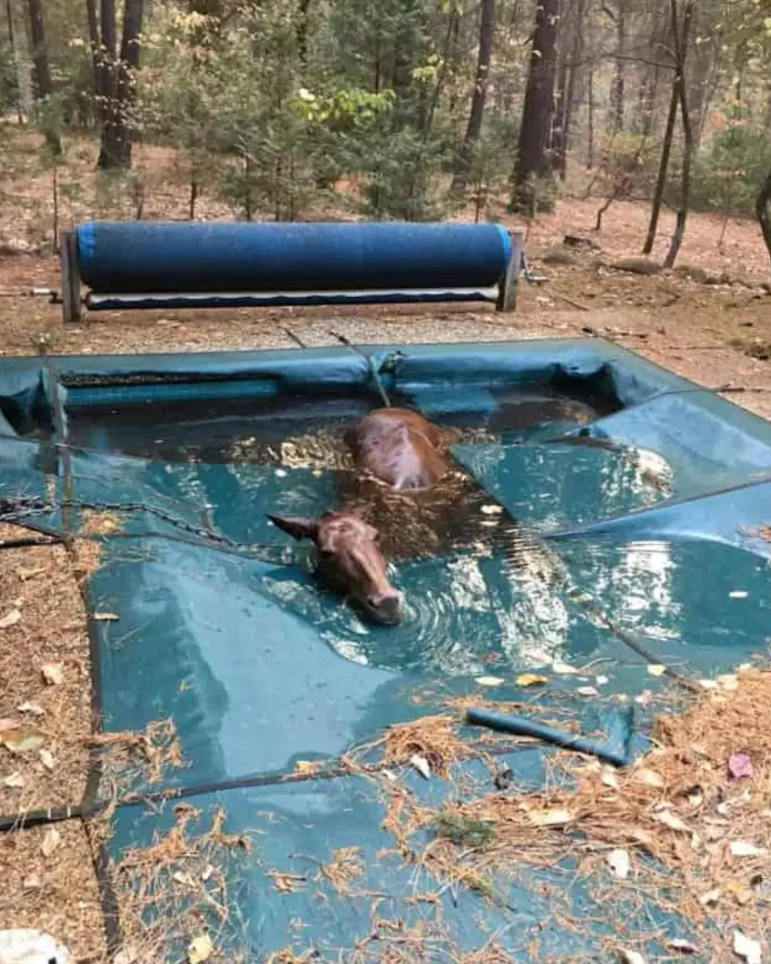 A Pool, a Fire, and the Will to Live.