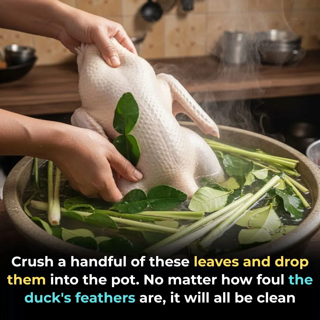 Crush a handful of these leaves and drop them into the pot.