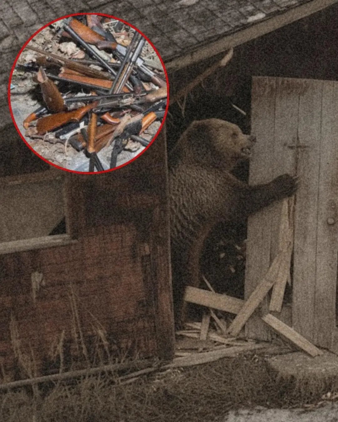 “The Bear That Fought Back: A Montana Tale of Instinct, Survival, and Warning”