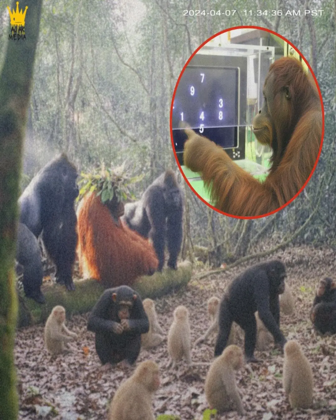 Abused Genius Turns King: The Lost Experiment That Became Legend of the Jungle