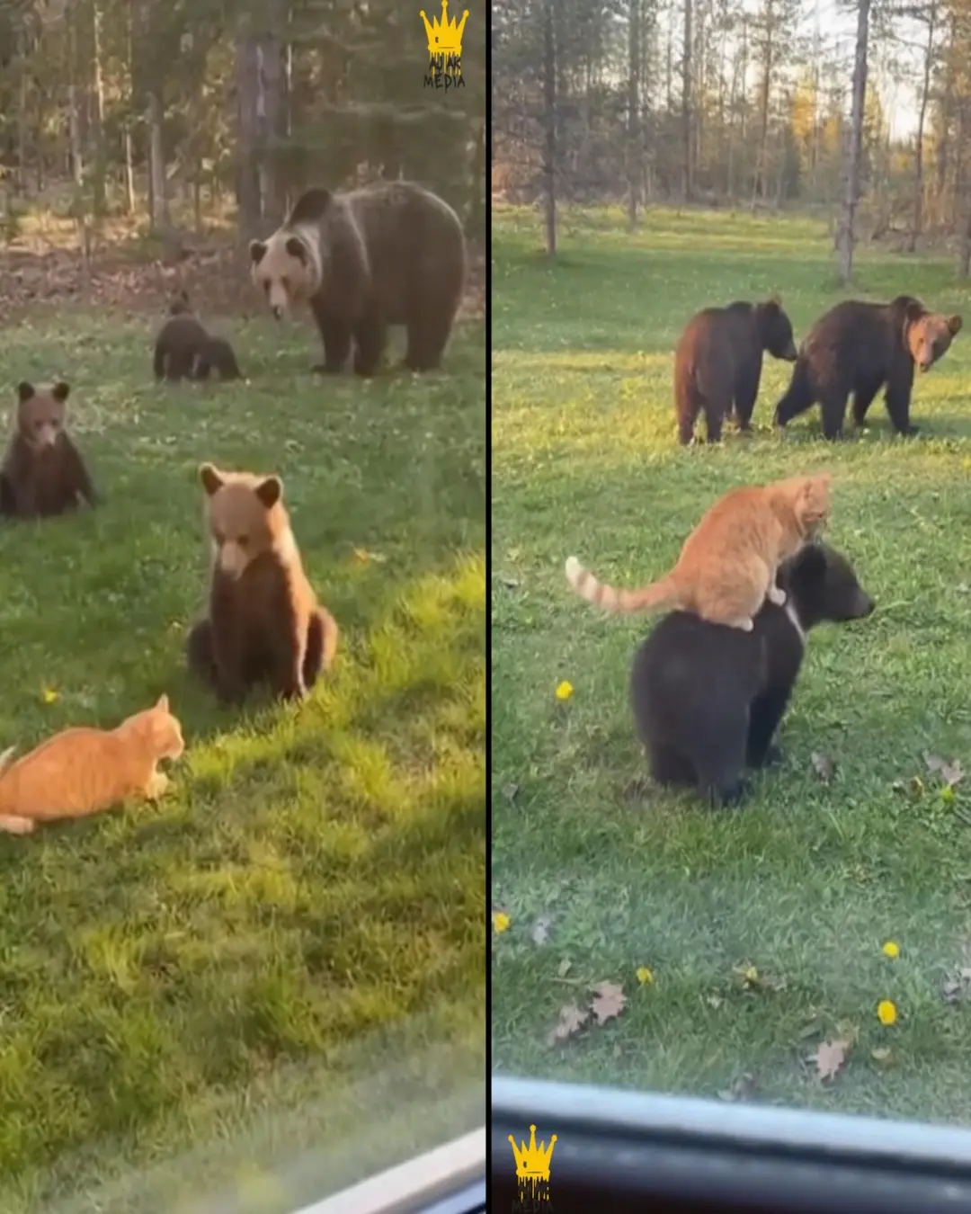 The Orange Cat and the Bears: A Friendship You Have to See to Believe