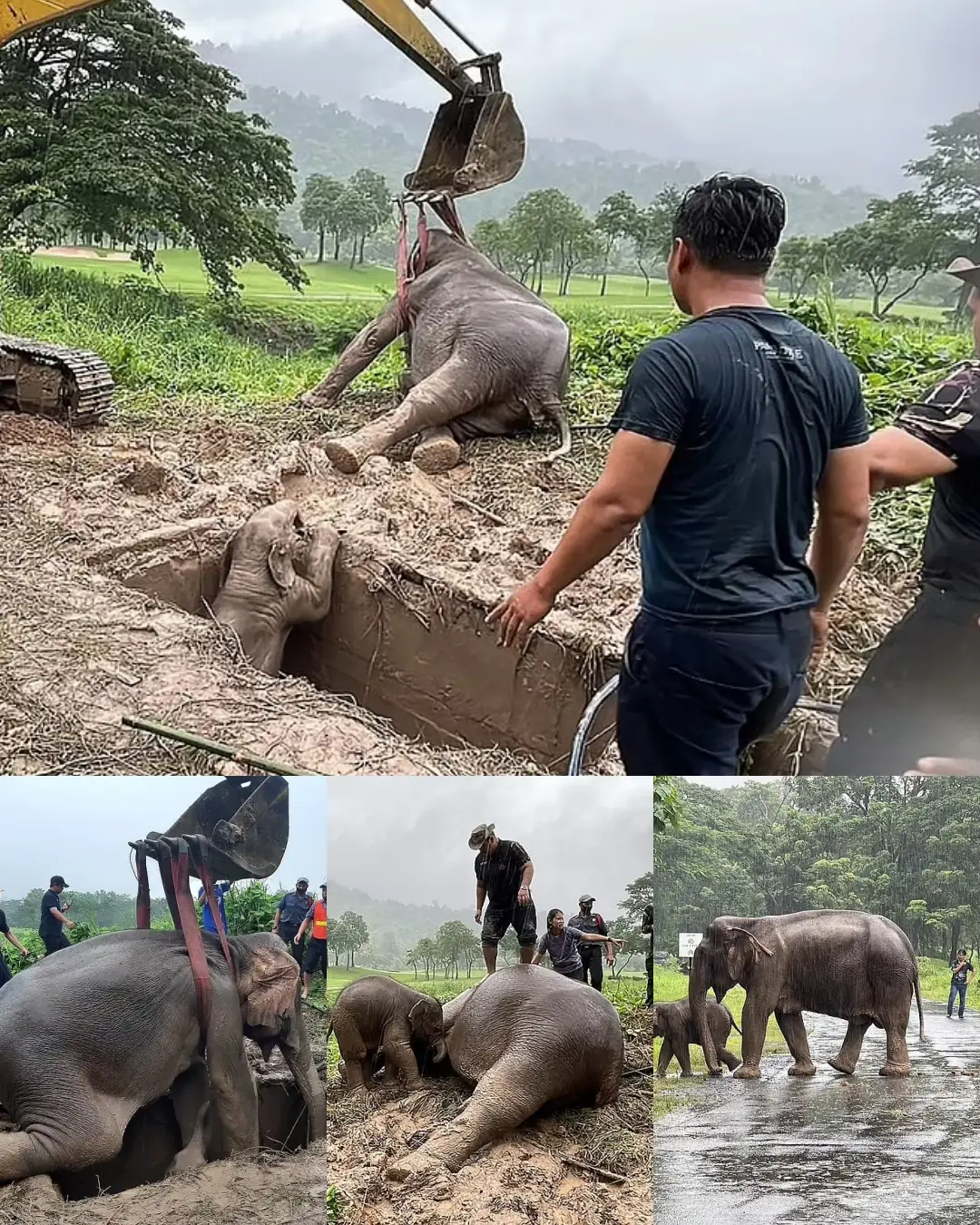 A Dramatic Rescue: The Courageous Effort to Save a Mother and Calf Elephant in Thailand
