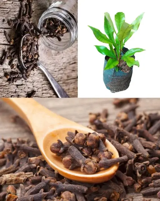 How to grow clove plant at home – from seed to spice