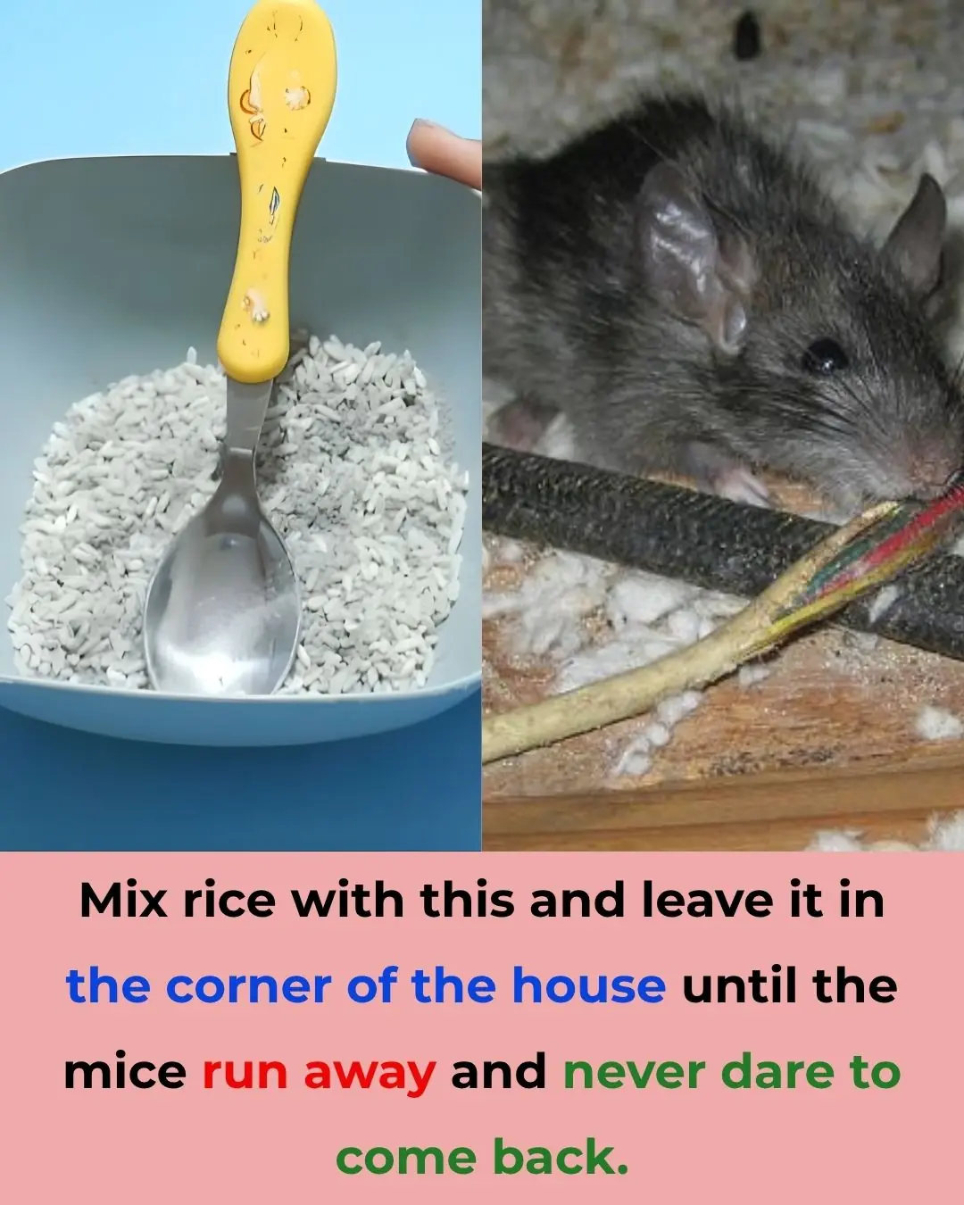 5 Natural Ways to Keep Mice Away from Your Home Without Using Poison
