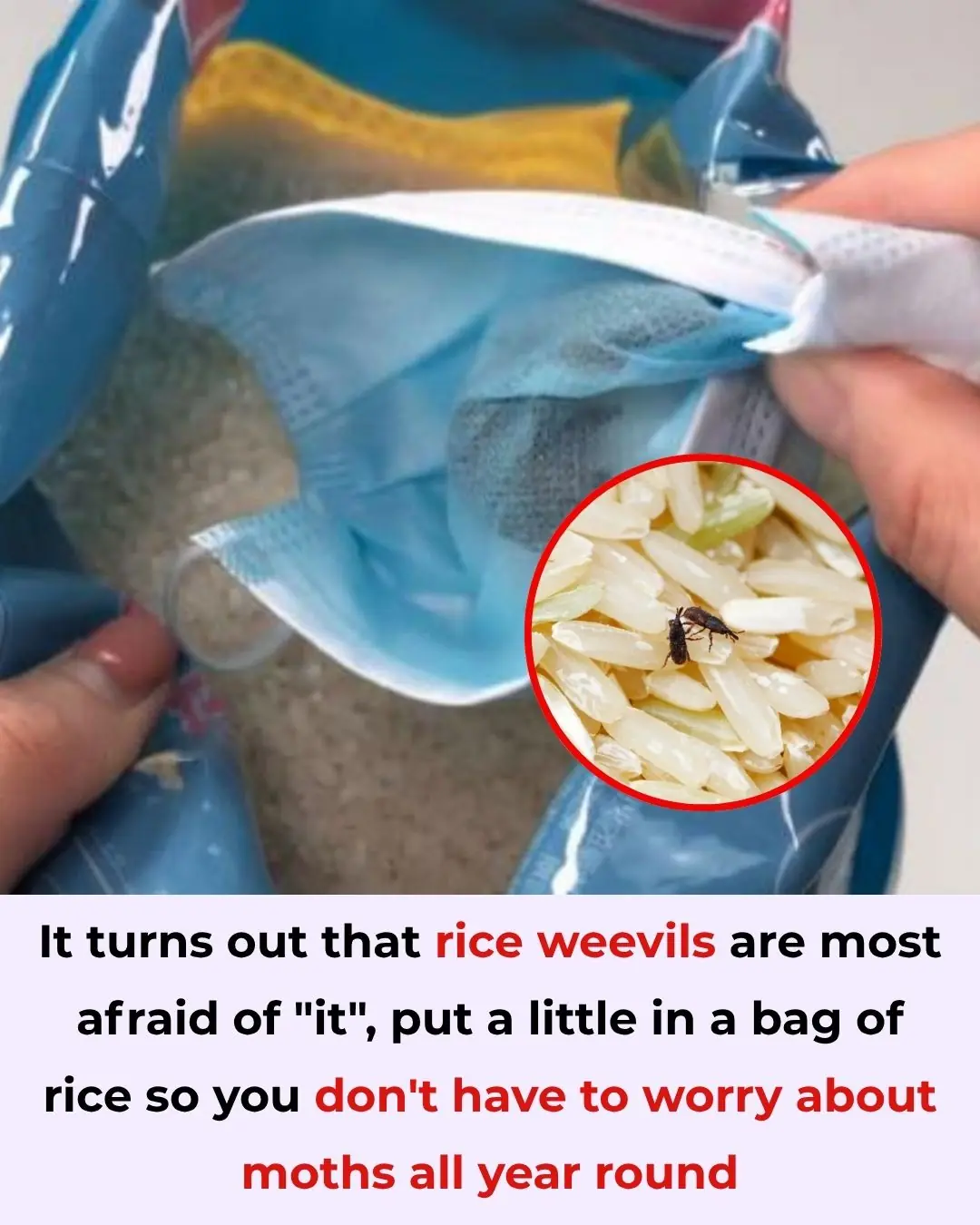 It Turns Out Rice Weevils Fear “This Thing” the Most – Put a Little in Your Rice Bag and You Won’t Worry About Pests All Year