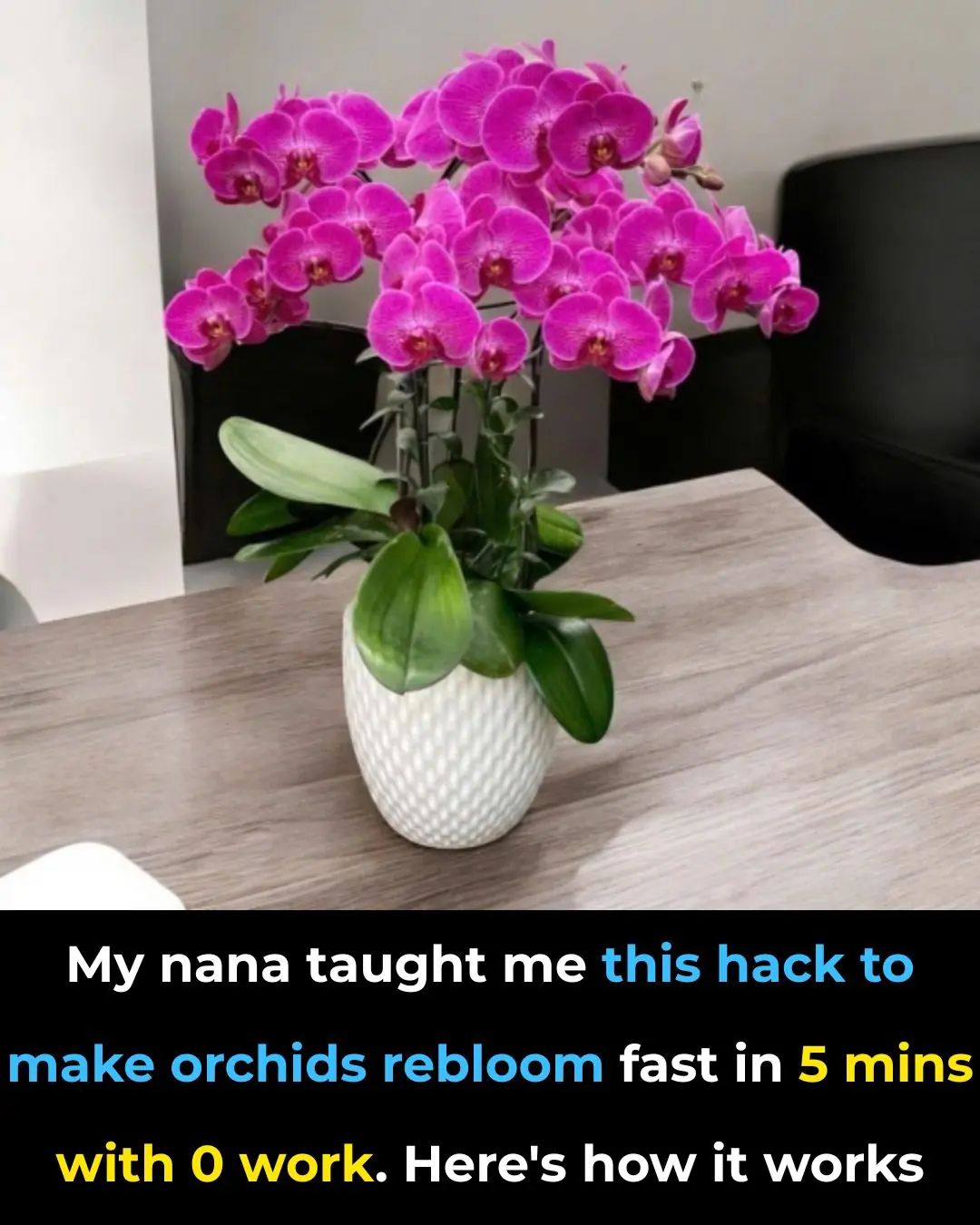 My nana taught me this hack to make orchids rebloom fast in 5 minutes with 0 work — here’s how it really works