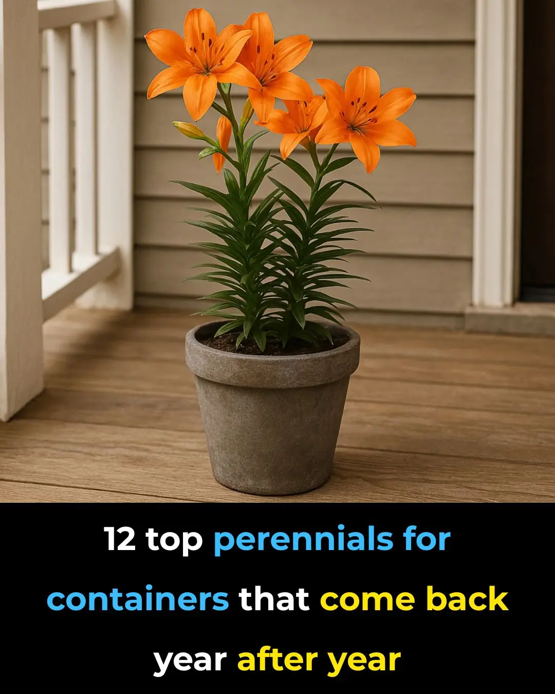 12 Top Perennials for Containers That Return Year After Year
