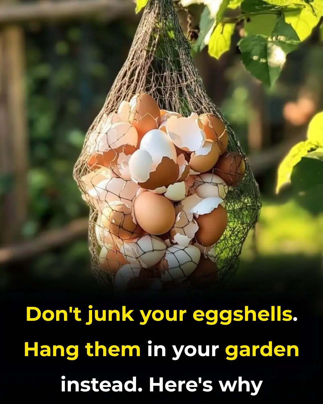 Don’t Junk Your Eggshells. Hang Them in Your Garden Instead. Here’s Why