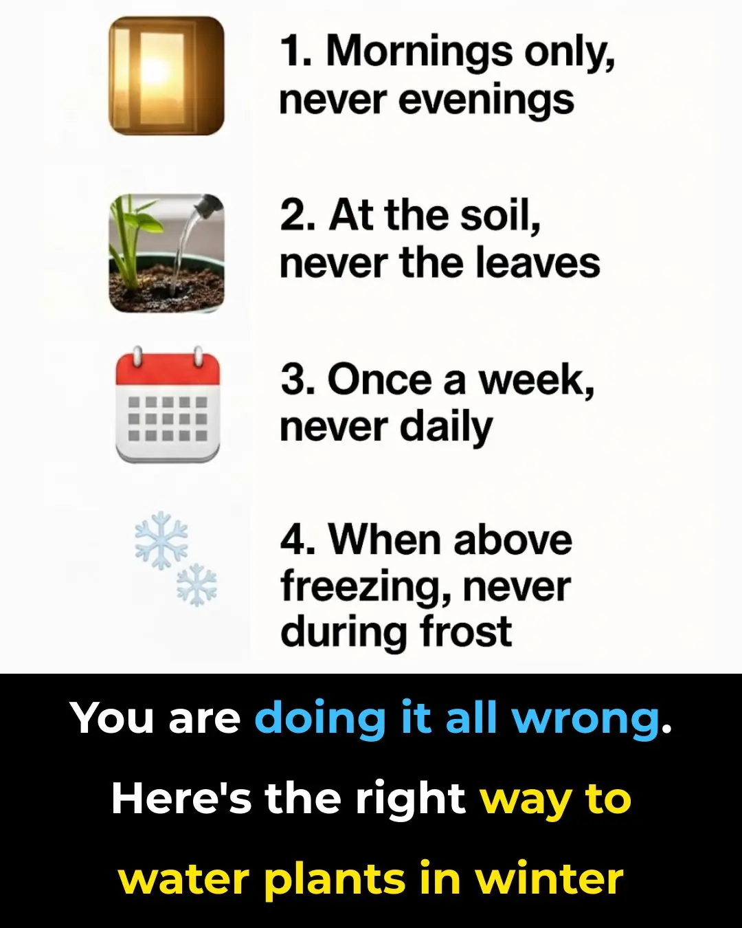 You Are Doing It All Wrong. Here’s the Right Way to Water Plants in Winter
