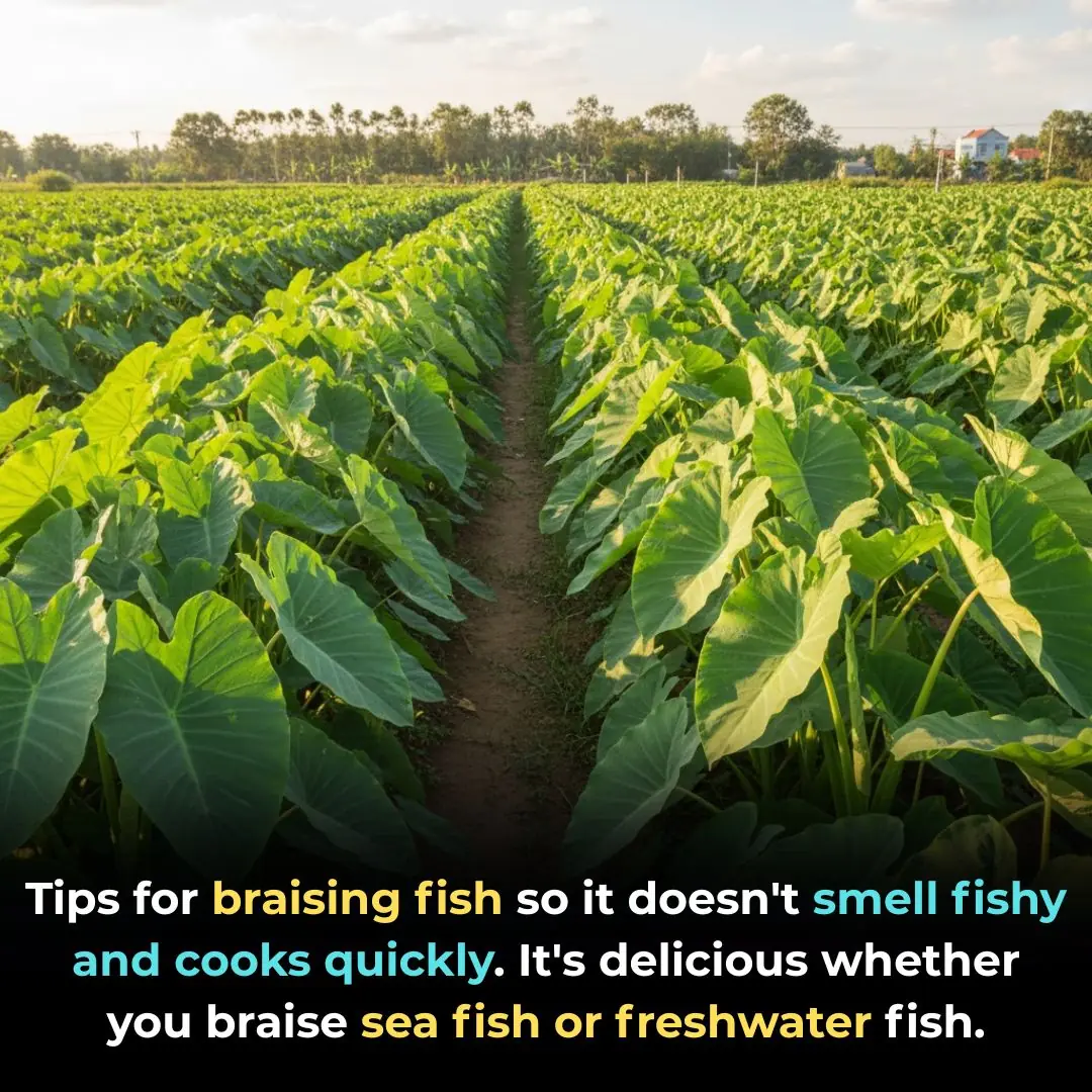 Tips for braising fish so it doesn't smell fishy and cooks quickly. It's delicious whether you braise sea fish or freshwater fish.