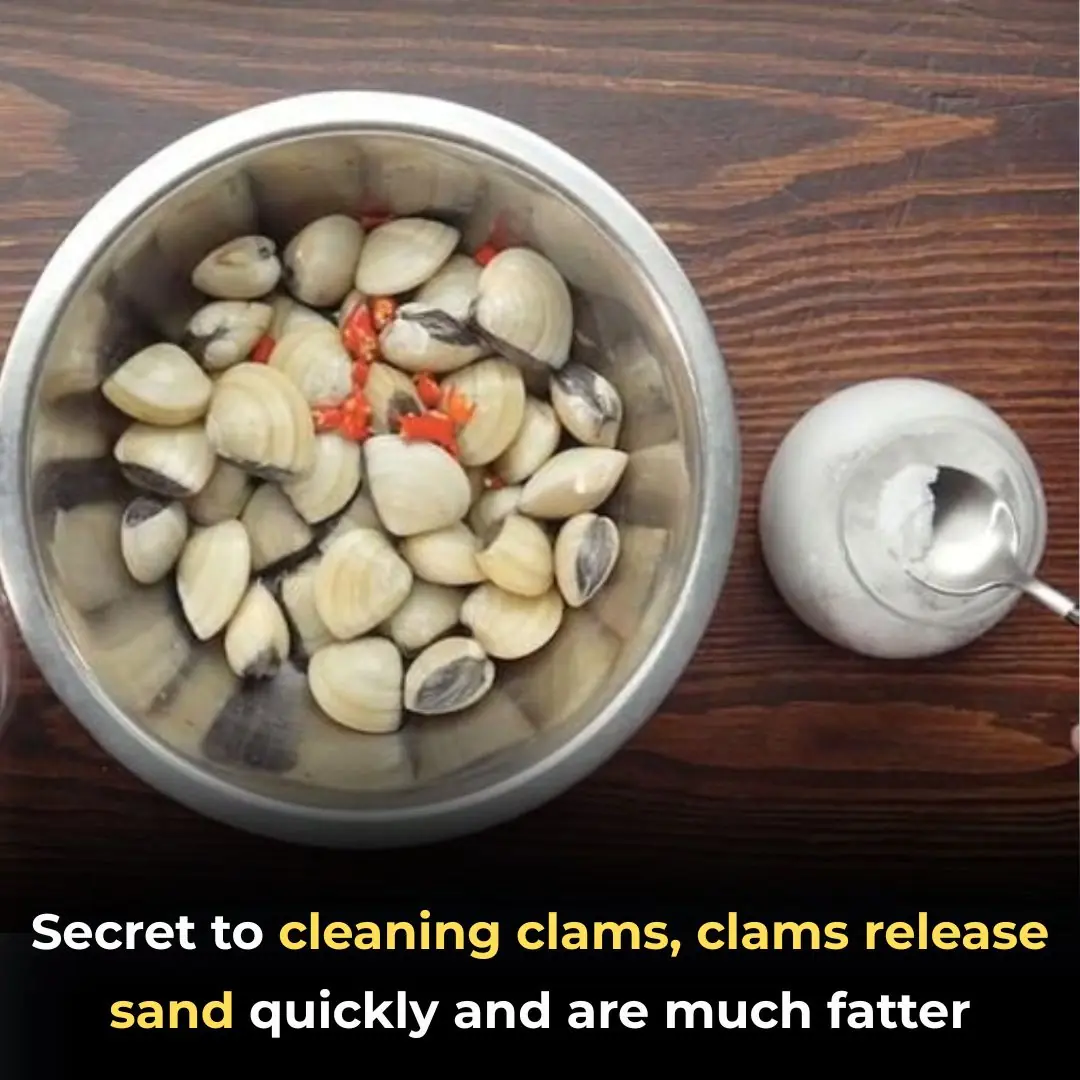 Secret to cleaning clams, clams release sand quickly and are much fatter