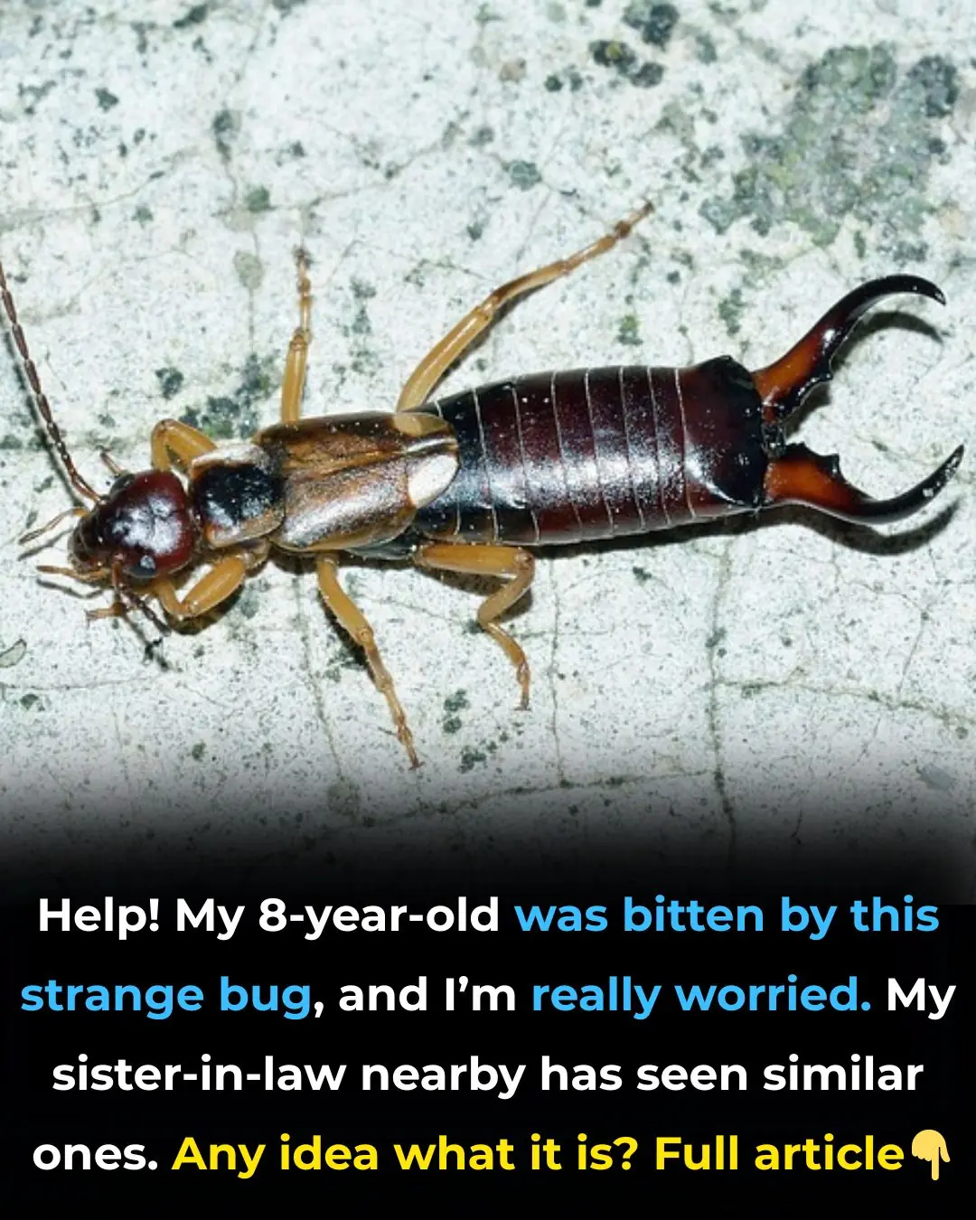 Help! My 8-year-old was bitten by this strange bug, and I’m really worried. My sister-in-law nearby has seen similar ones. Any idea what it is?