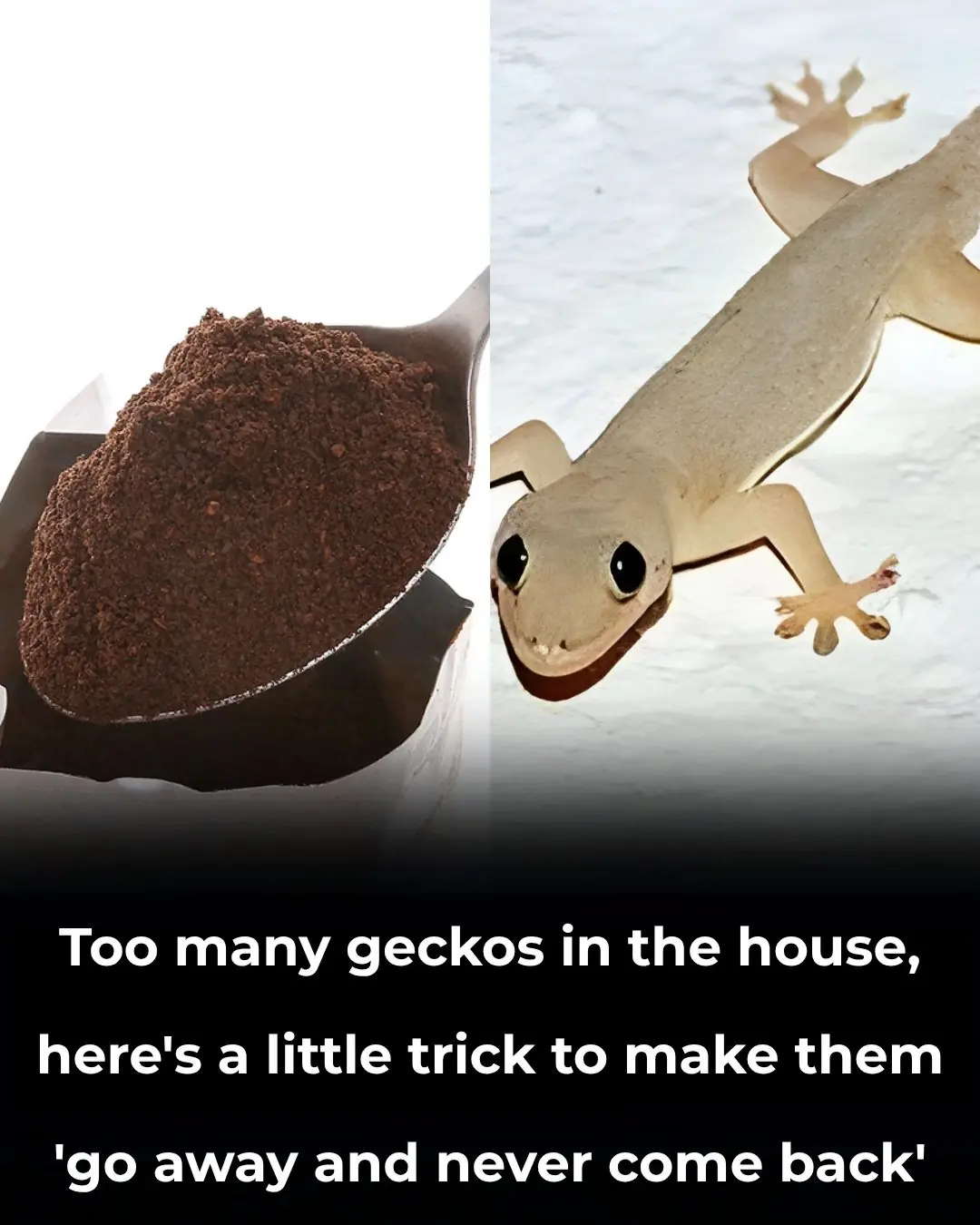 Too many geckos in the house, here's a little trick to make them 'go away and never come back'