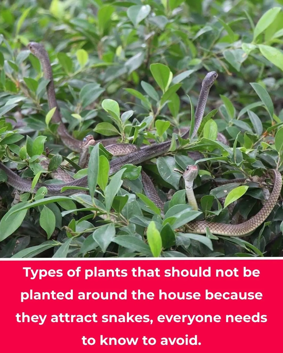 The garden has 4 plants. Rắn mê loves them so much, but if you want the whole family to be safe, you should pull them out immediately.