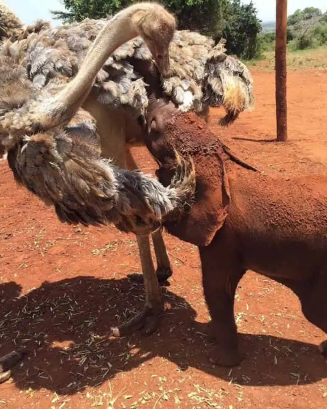 The Elephant and the Ostrich: A Friendship Beyond Species.