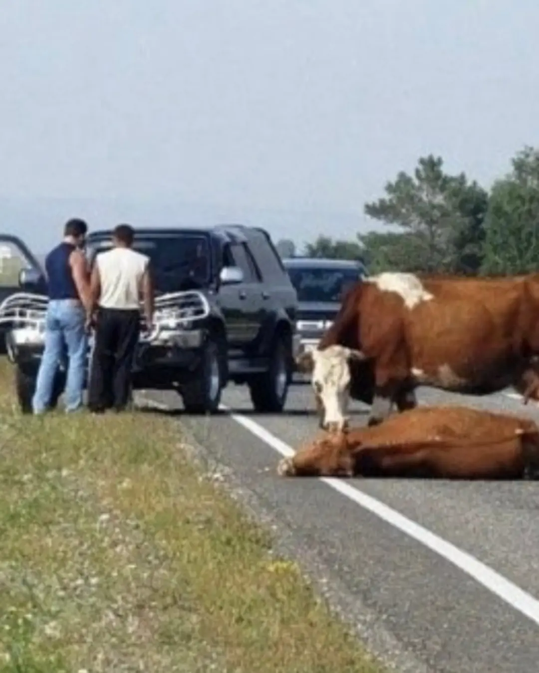 The Cow, the Car, and the Letter That Touched Everyone.