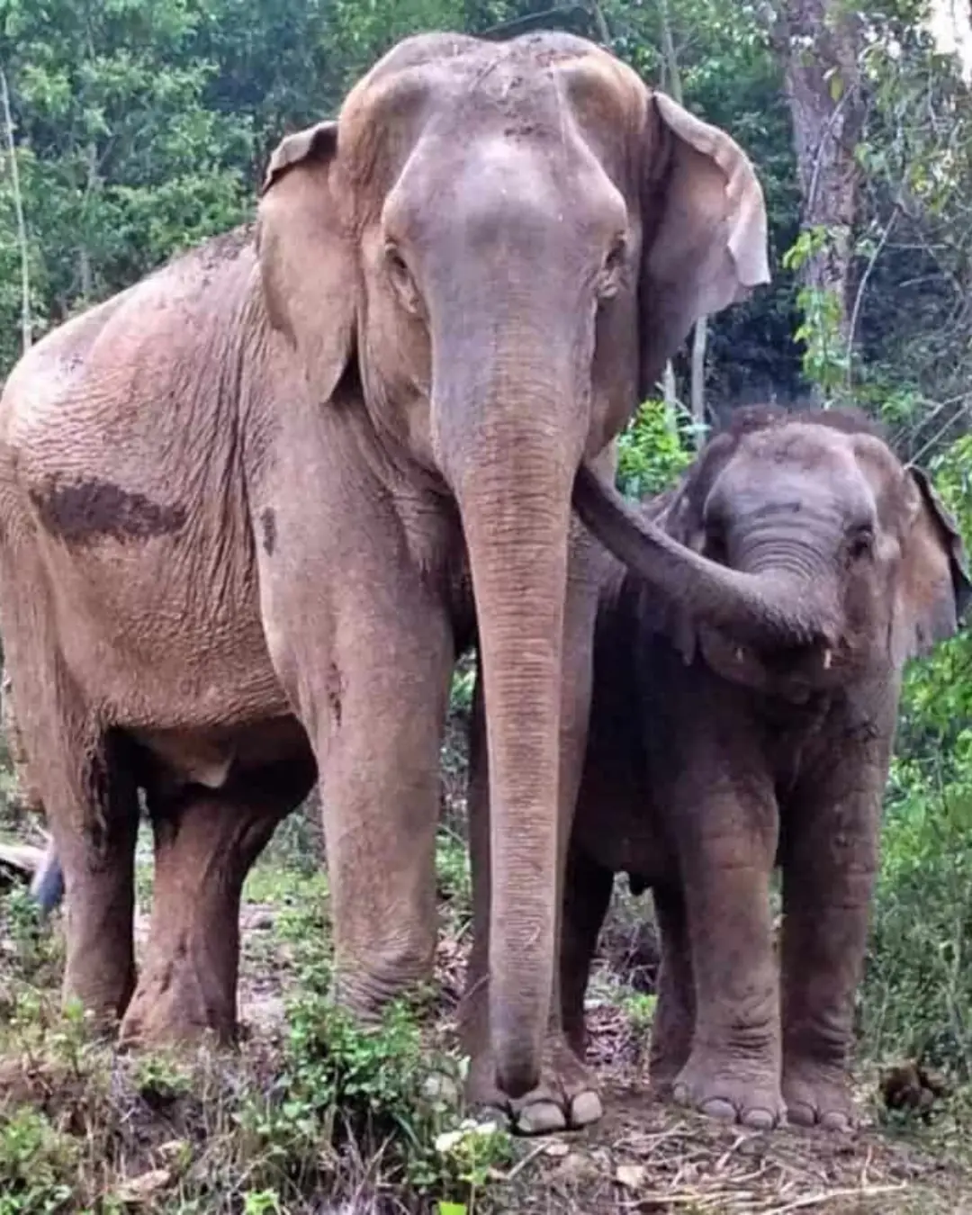 A Reunion That Shook the Forest.